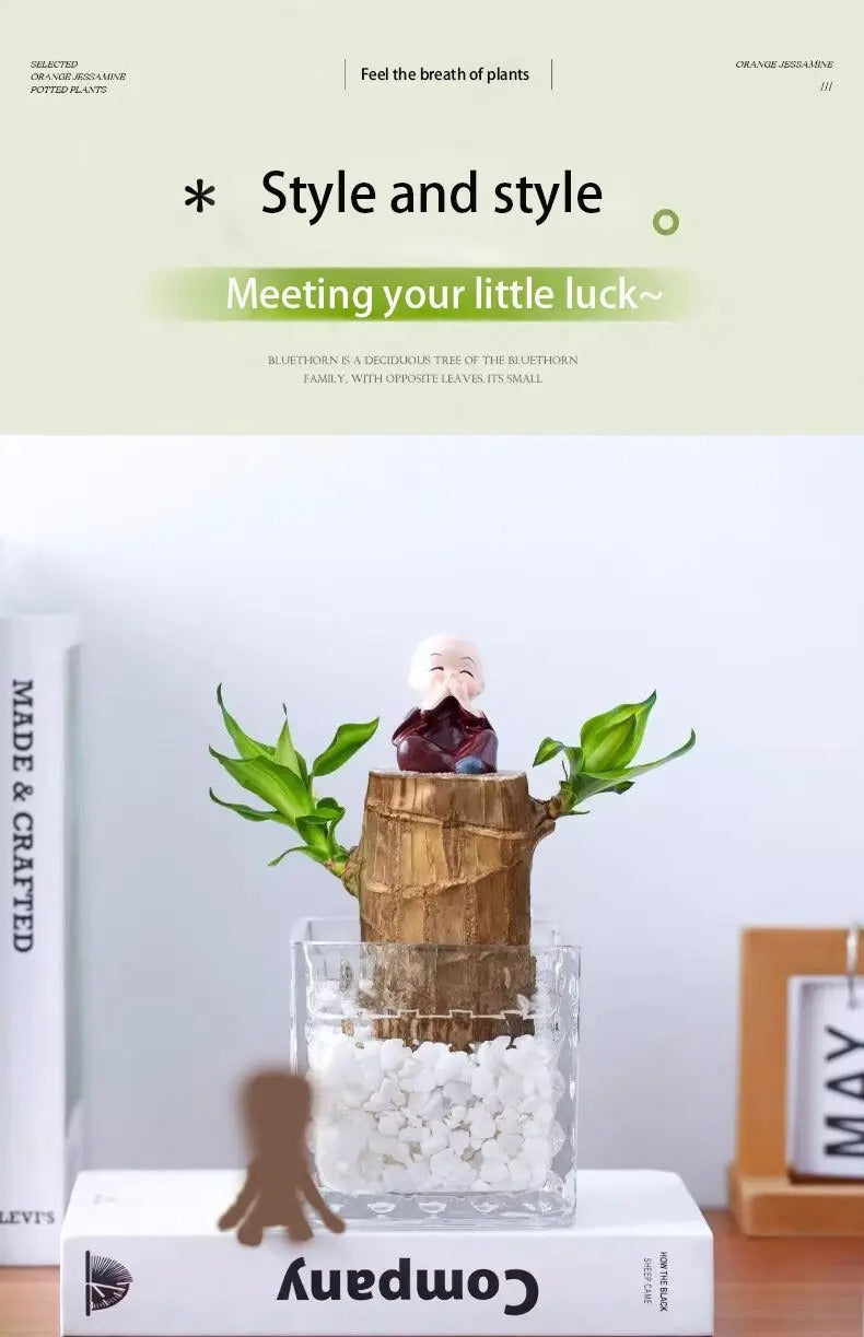 1/2/3 Brazilian lucky trees, bring you luck and increase wealth, mysterious doll with base, easy to grow indoors