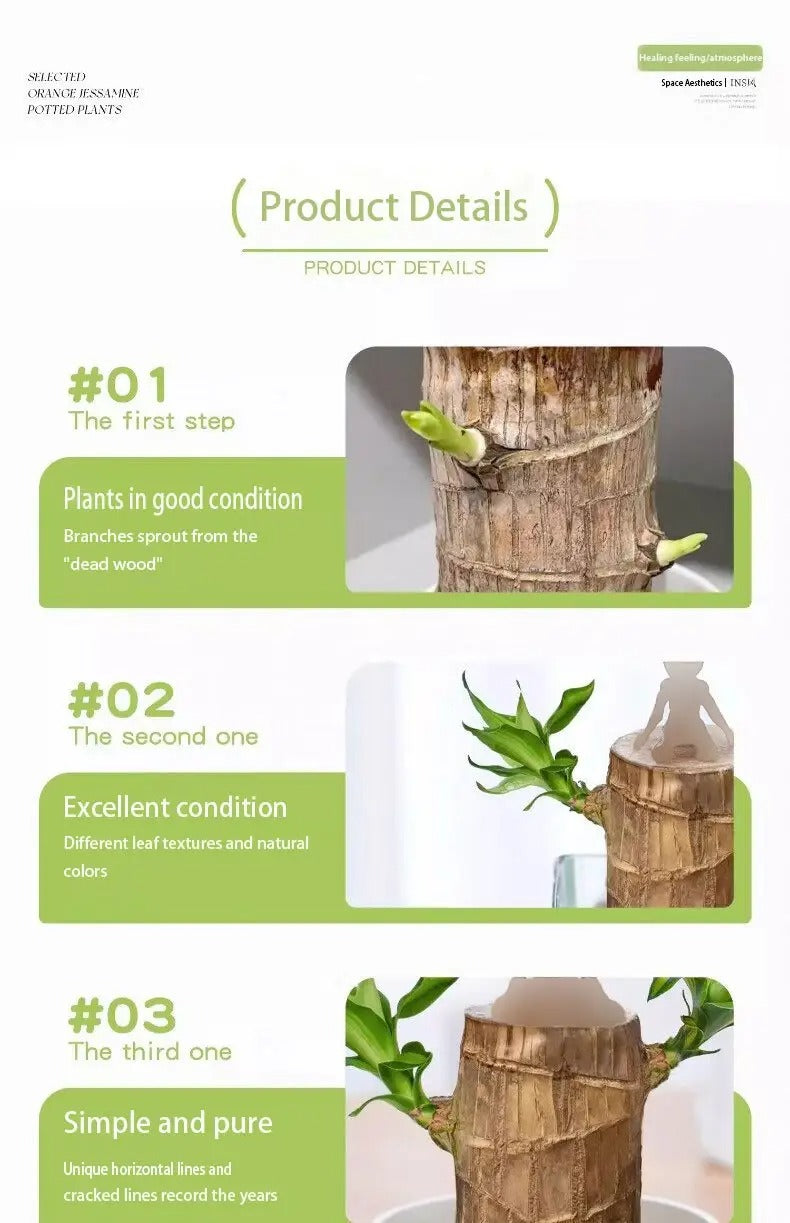 1/2/3 Brazilian lucky trees, bring you luck and increase wealth, mysterious doll with base, easy to grow indoors