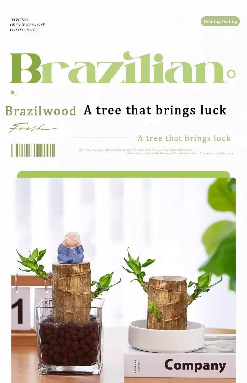1/2/3 Brazilian lucky trees, bring you luck and increase wealth, mysterious doll with base, easy to grow indoors