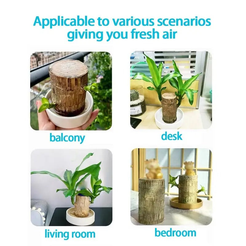 1/2/3 Brazilian lucky trees, bring you luck and increase wealth, mysterious doll with base, easy to grow indoors