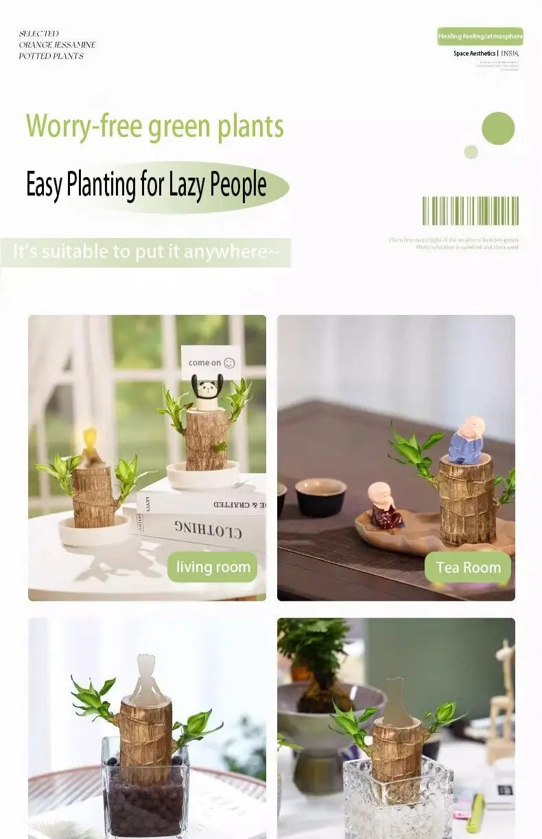 1/2/3 Brazilian lucky trees, bring you luck and increase wealth, mysterious doll with base, easy to grow indoors