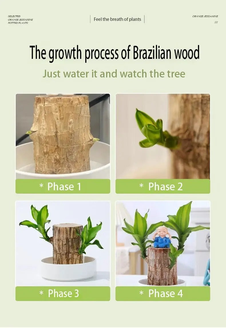 1/2/3 Brazilian lucky trees, bring you luck and increase wealth, mysterious doll with base, easy to grow indoors
